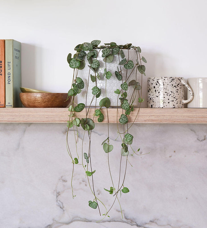 String of Hearts & Pot