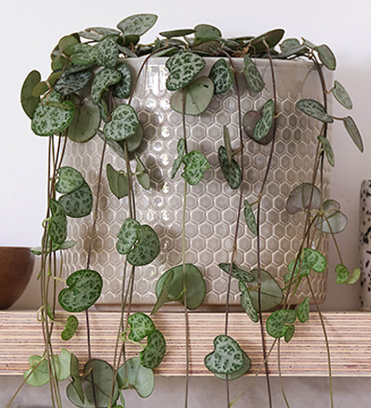 String of Hearts & Pot