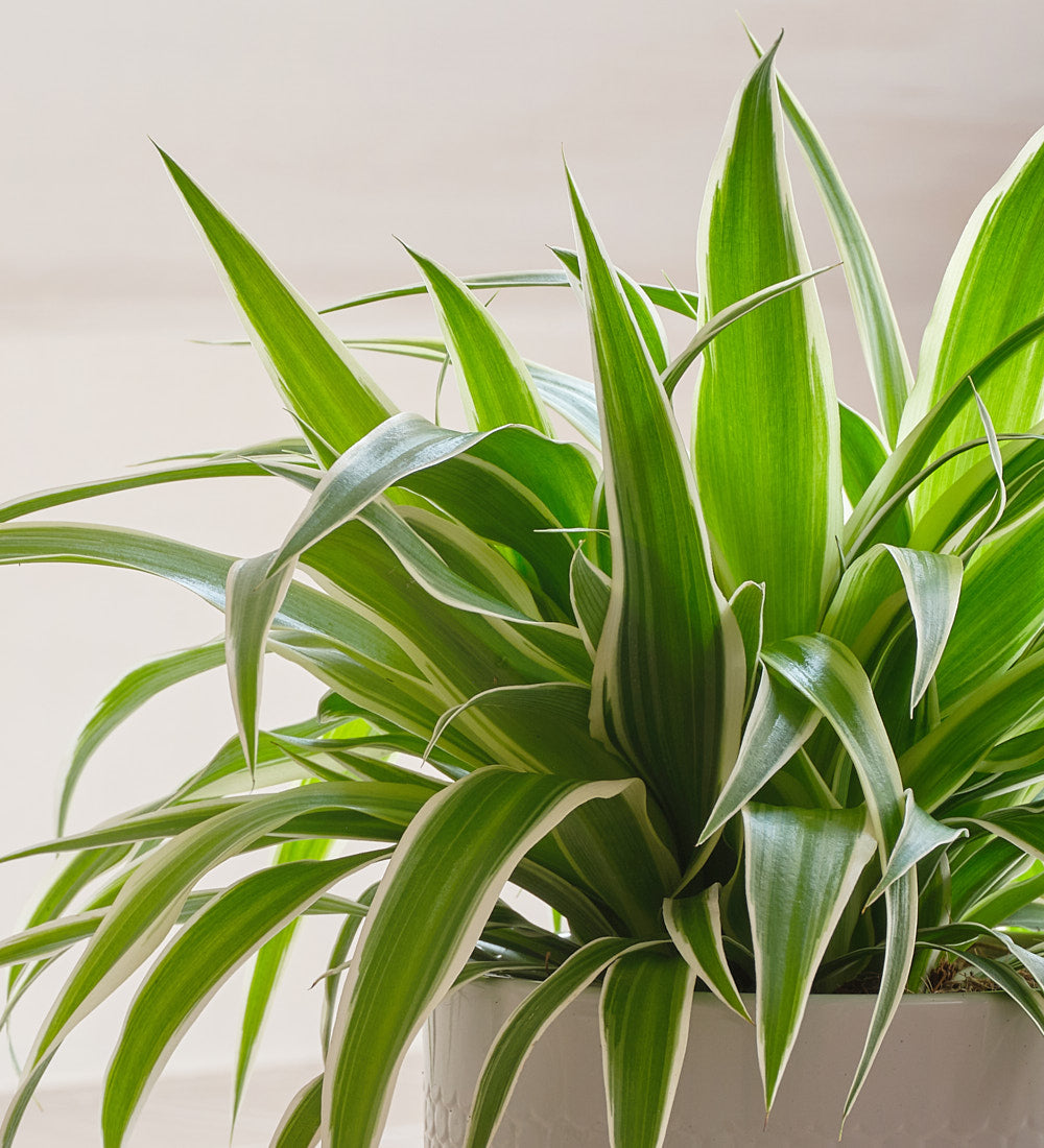 Spider Plant