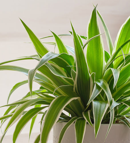 Spider Plant
