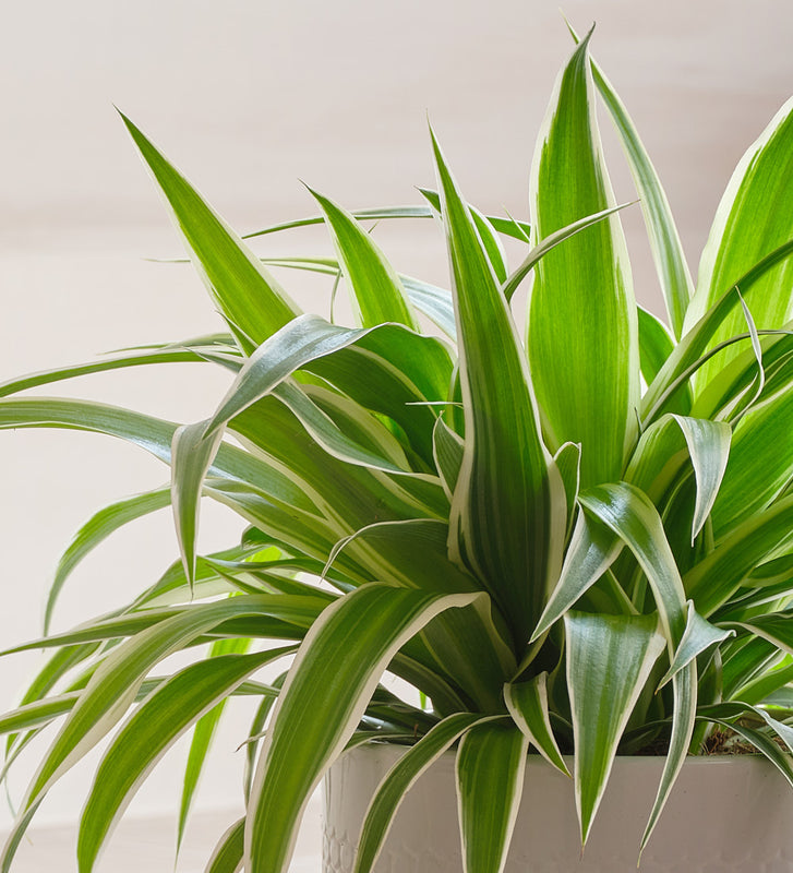 Spider Plant