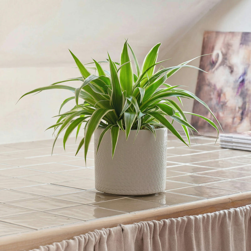 Spider Plant