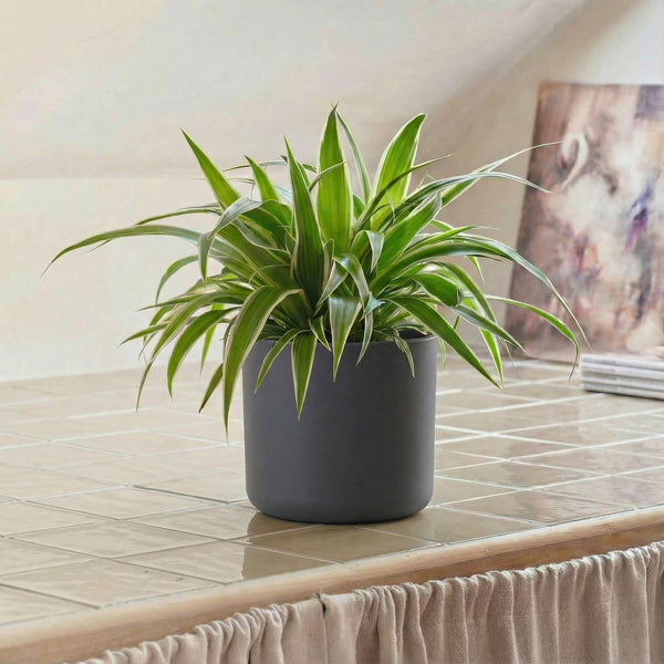 Anthracite Elho Matt 14cm