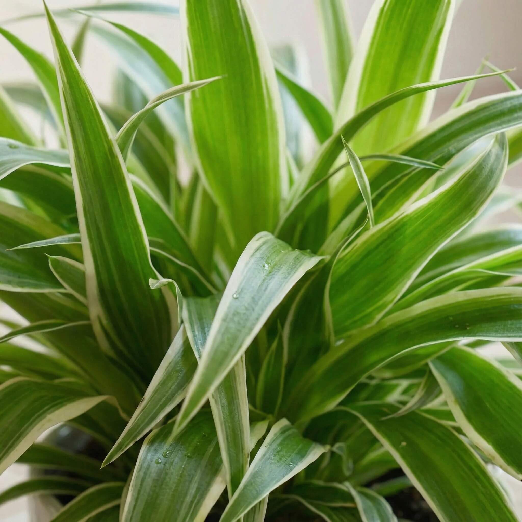 spider plant varieties uk Spider Plant