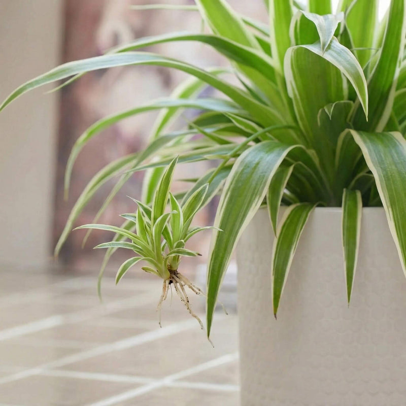 Spider Plant