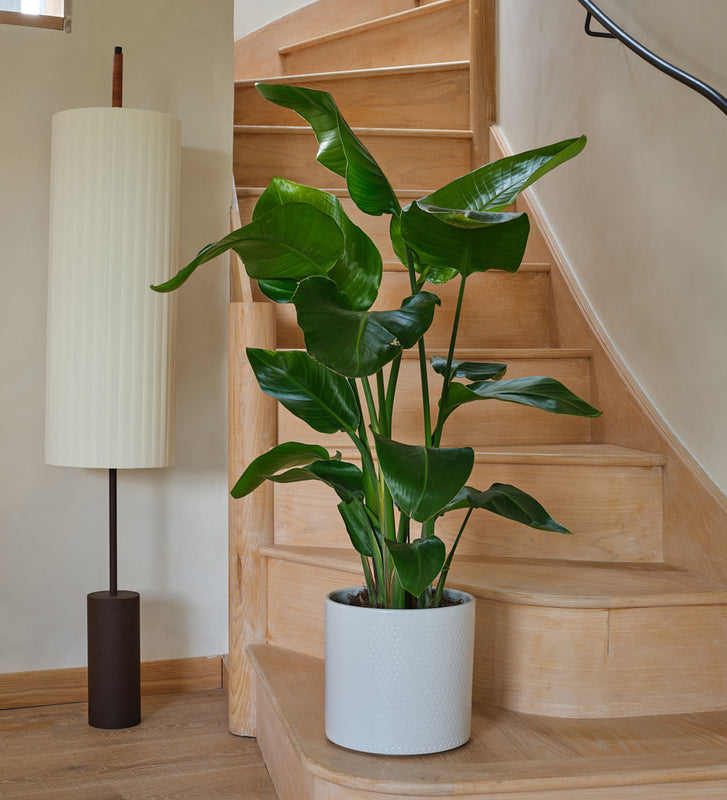 bird of paradise house plants delivered Bird of Paradise Houseplant | Paradisaeidae | Online Delivery