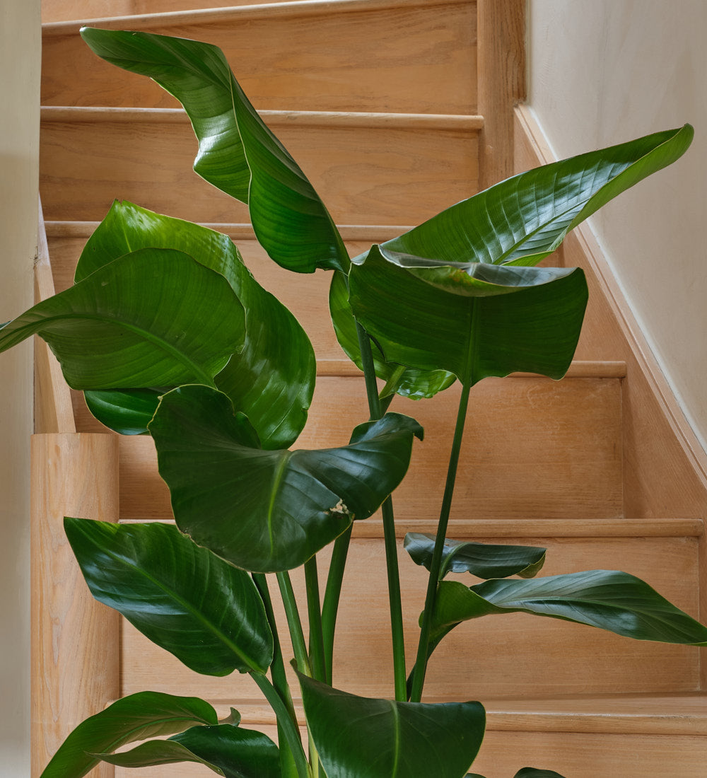 Bird of Paradise