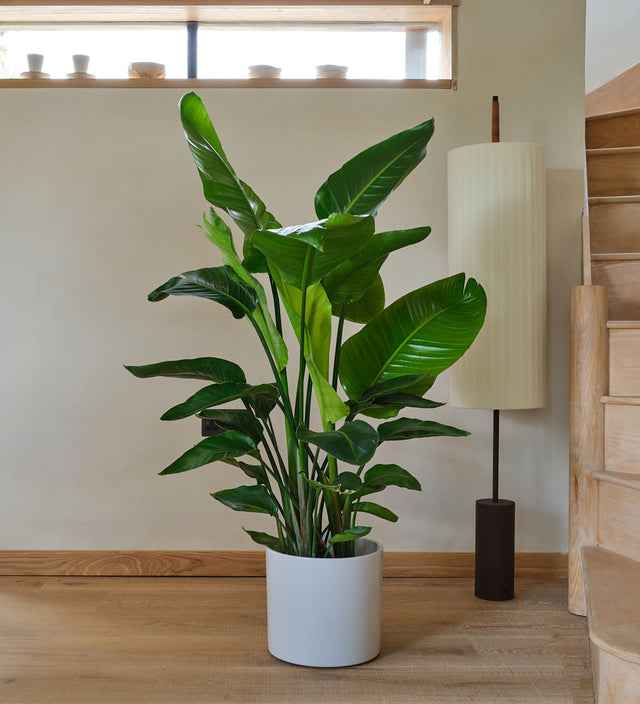 Bird Of Paradise Large