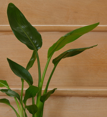 Bird of Paradise