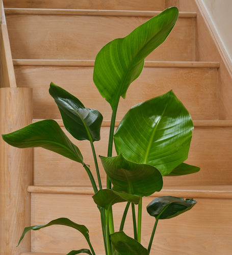 Bird of Paradise