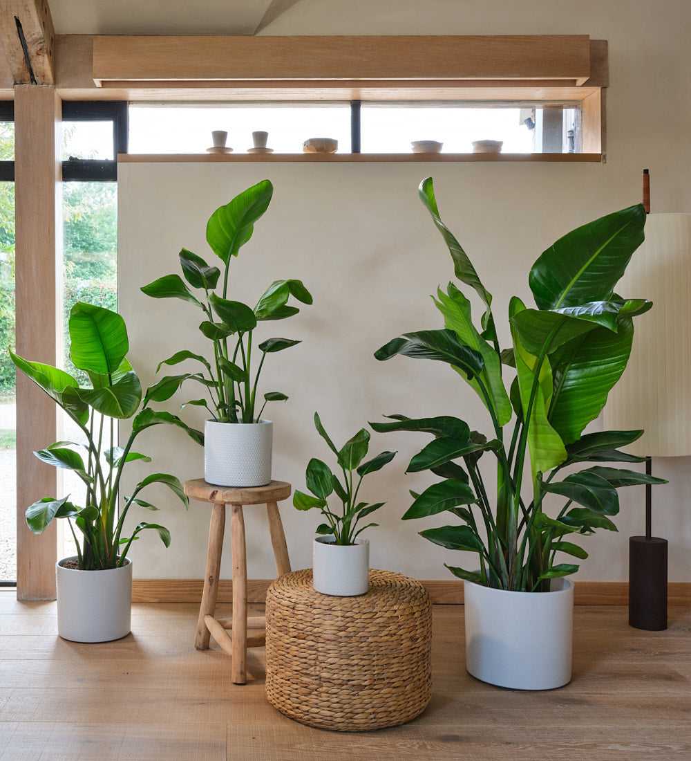 strelitzia plant indoor Bird of Paradise Houseplant | Paradisaeidae | Online Delivery