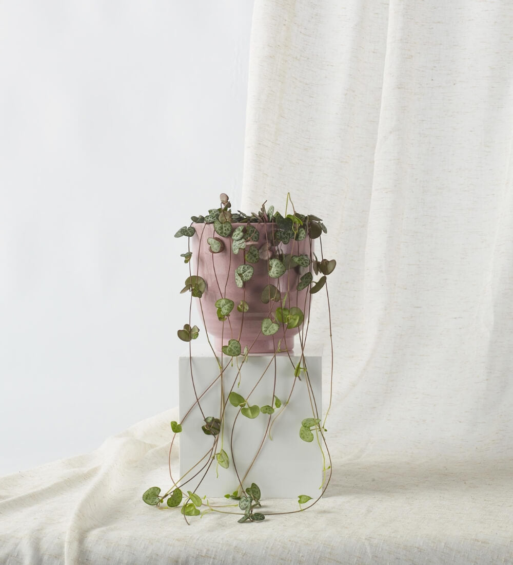 String of Hearts & Pot