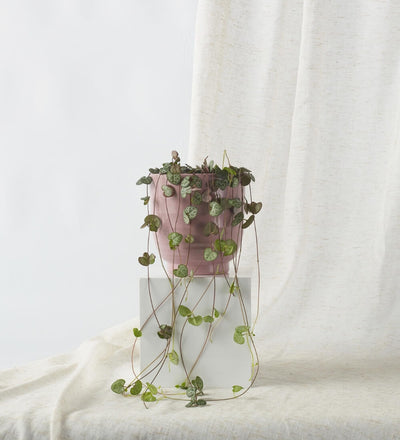 String of Hearts & Pot