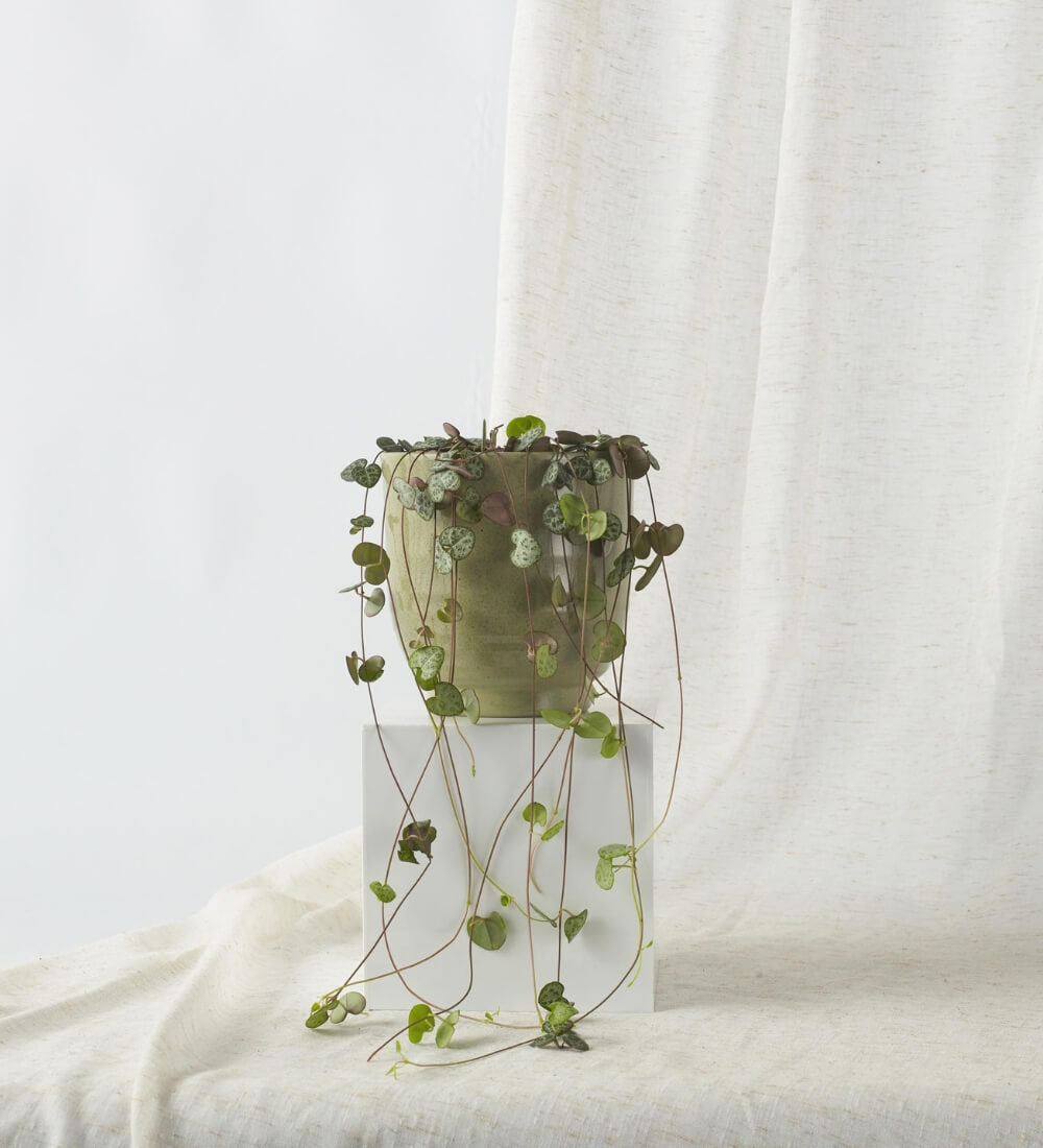 String of Hearts & Pot