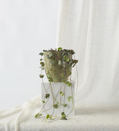 String of Hearts & Pot