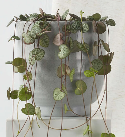 String of Hearts & Pot
