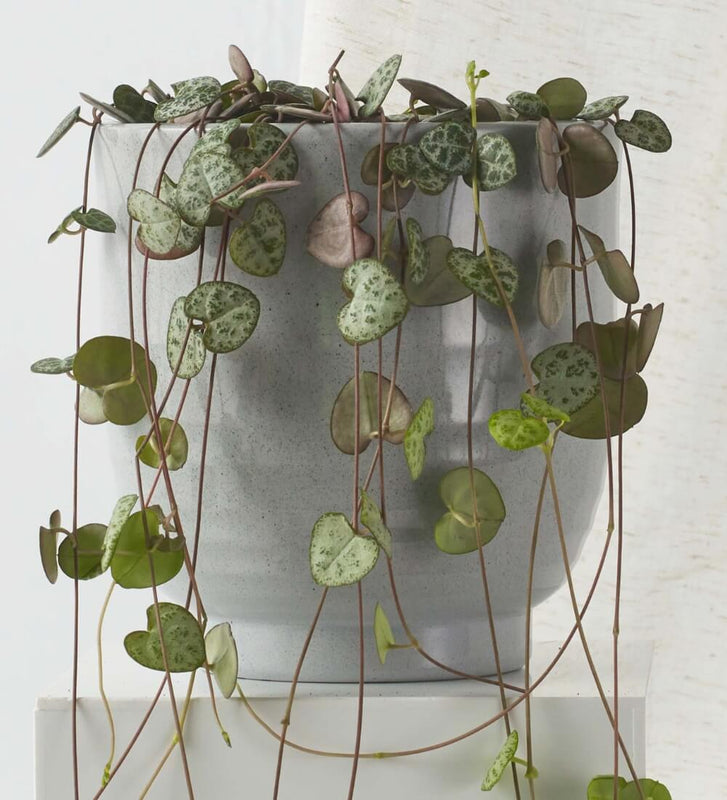 String of Hearts & Pot