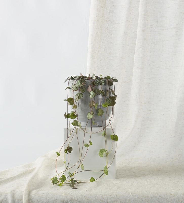 String of Hearts & Pot