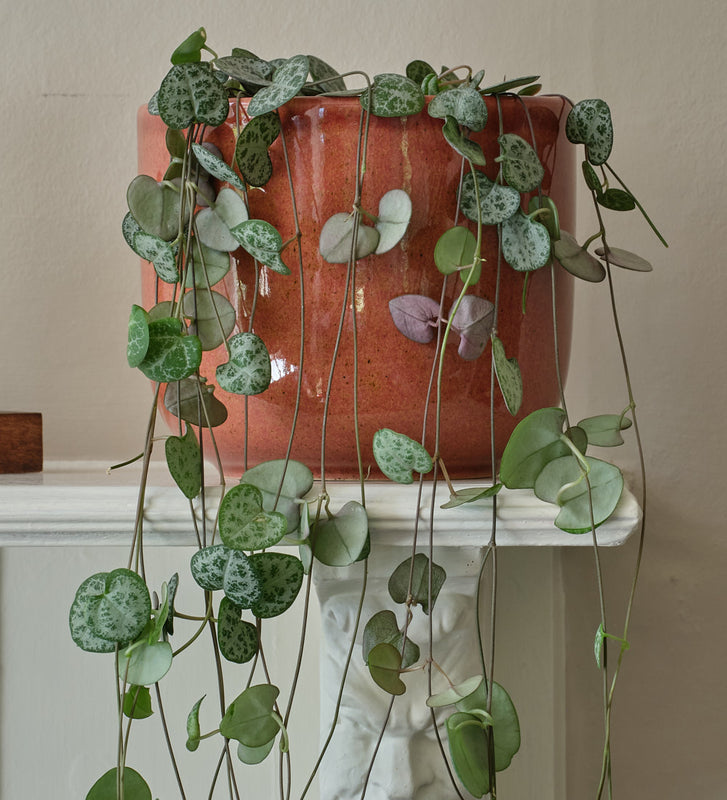 string of hearts indoor plant String Of Hearts | Indoor Plants & Pots | Buy Plants Online | Leaf Envy