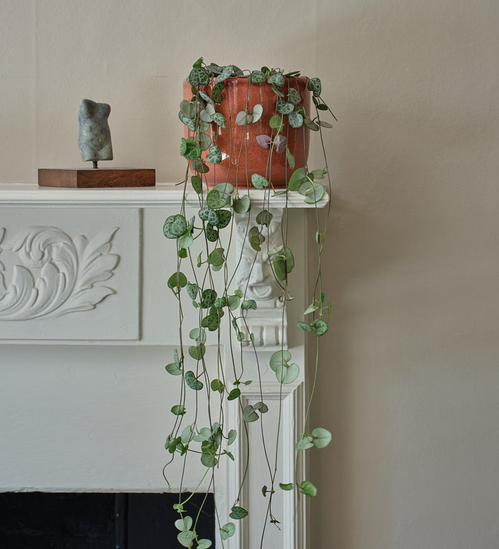 string indoor plants String Of Hearts | Indoor Plants & Pots | Buy Plants Online | Leaf Envy