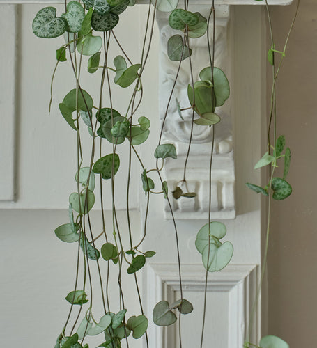 String of Hearts & Pot