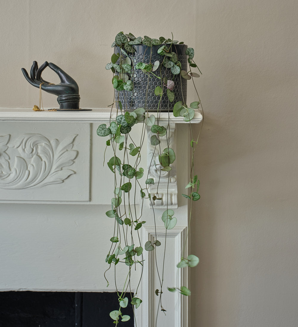 String of Hearts & Pot