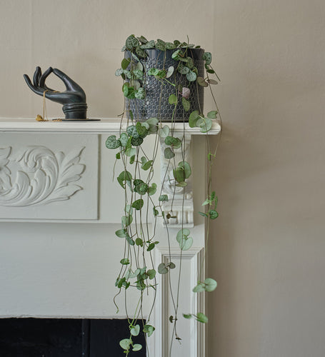 String of Hearts & Pot