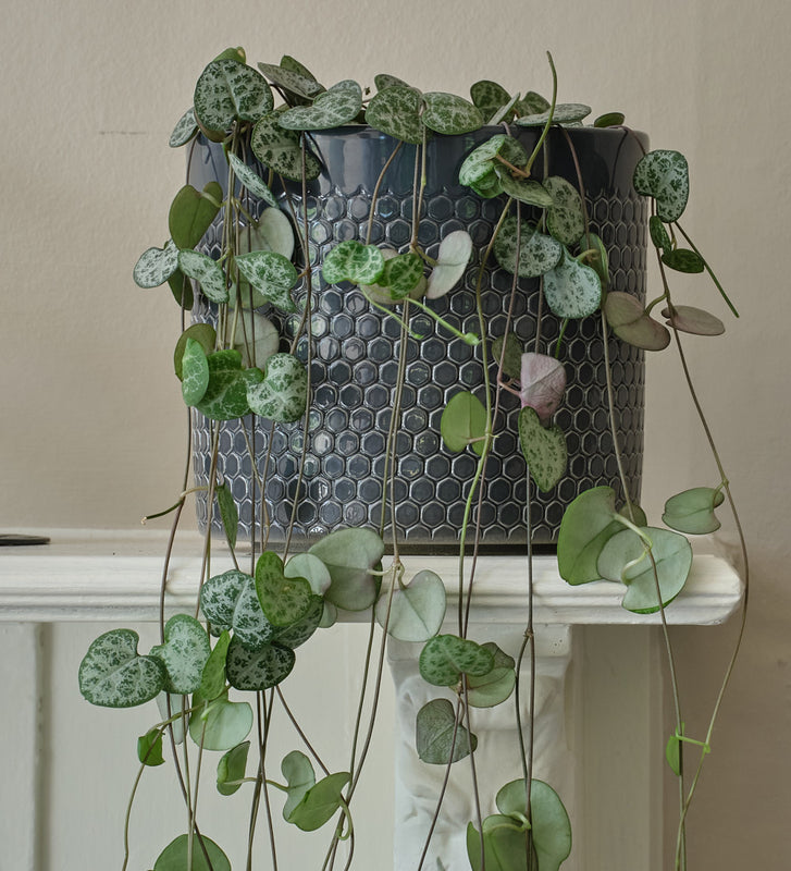 indoor plants string of hearts String of Hearts & Pot