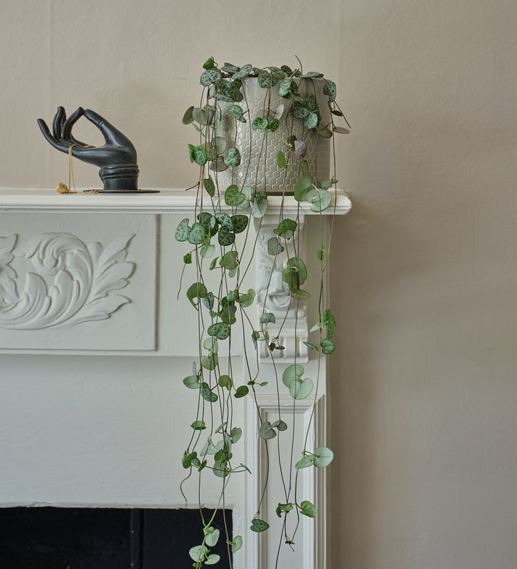 String of Hearts & Pot