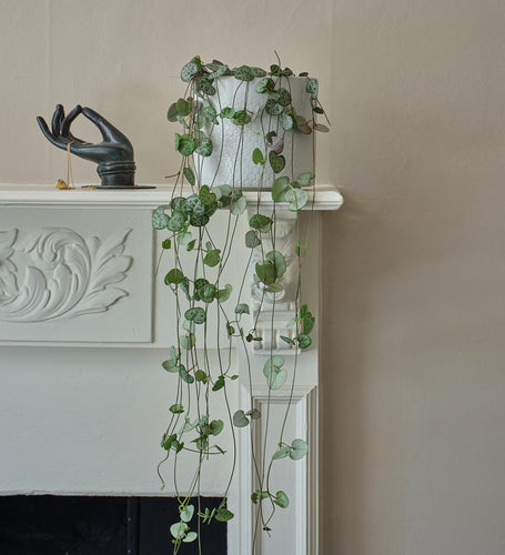String of Hearts & Pot