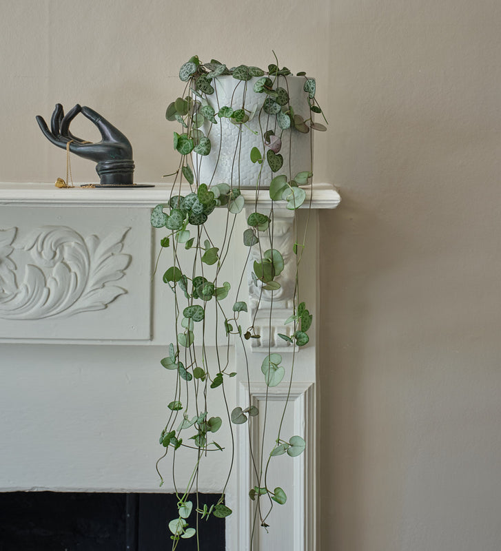 String of Hearts & Pot