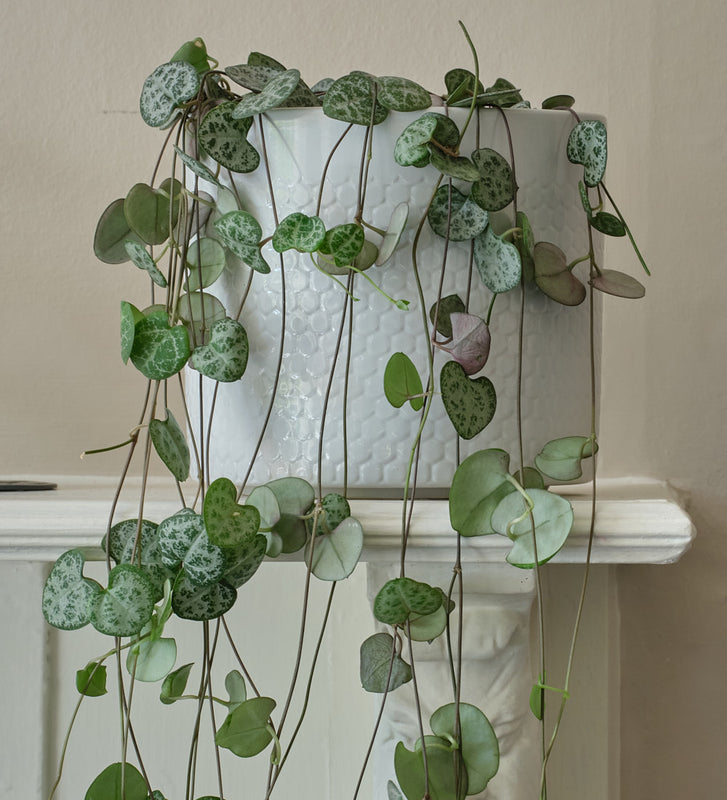string of hearts house plant String of Hearts & Pot