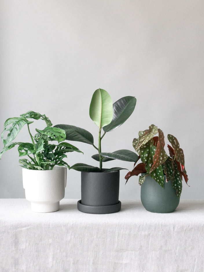 Best Plant Subscription Service Plant Subscription Box DesignLed