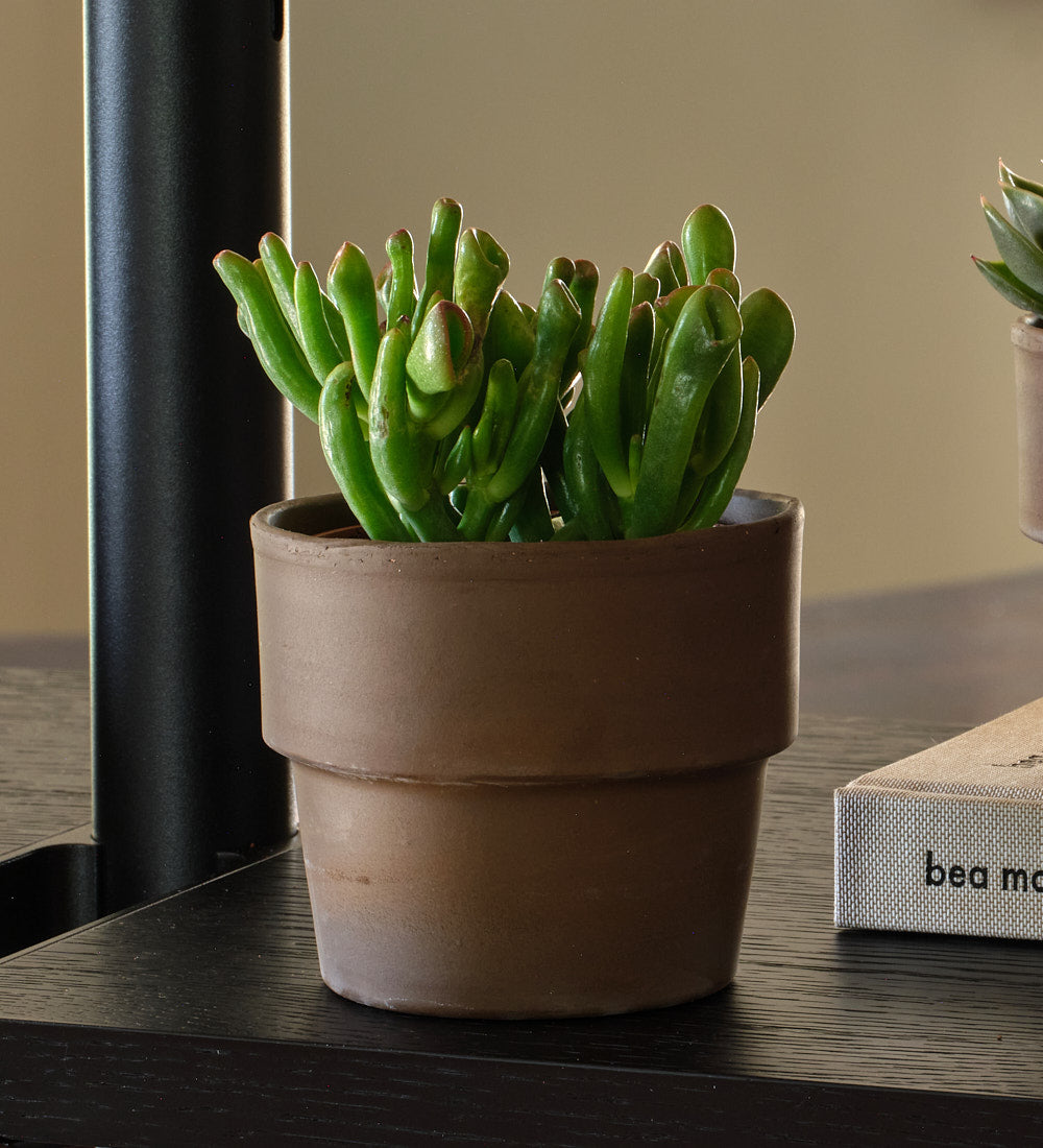 Succulent & Terracotta Pot