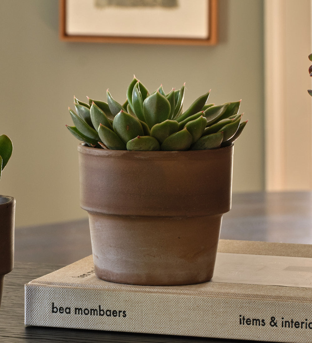 Succulent & Terracotta Pot
