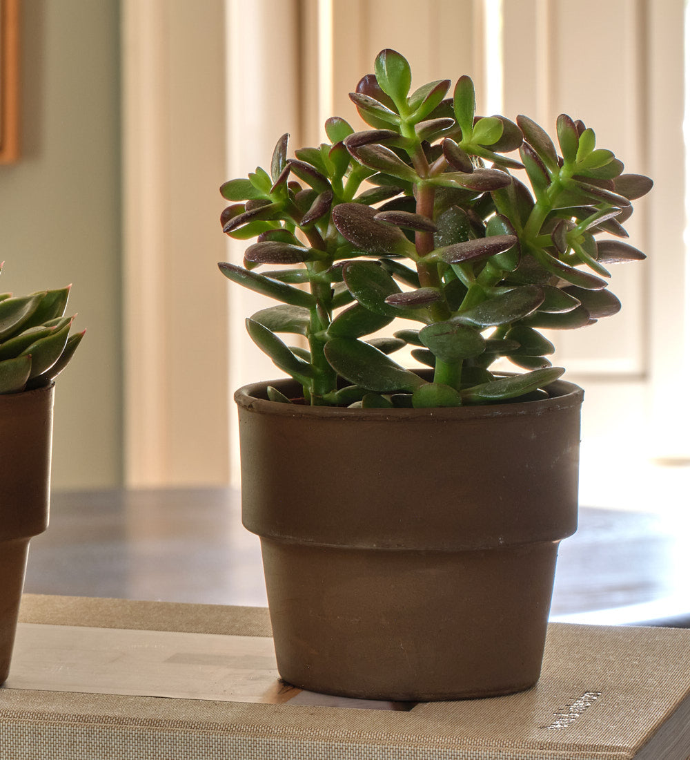 Succulent & Terracotta Pot