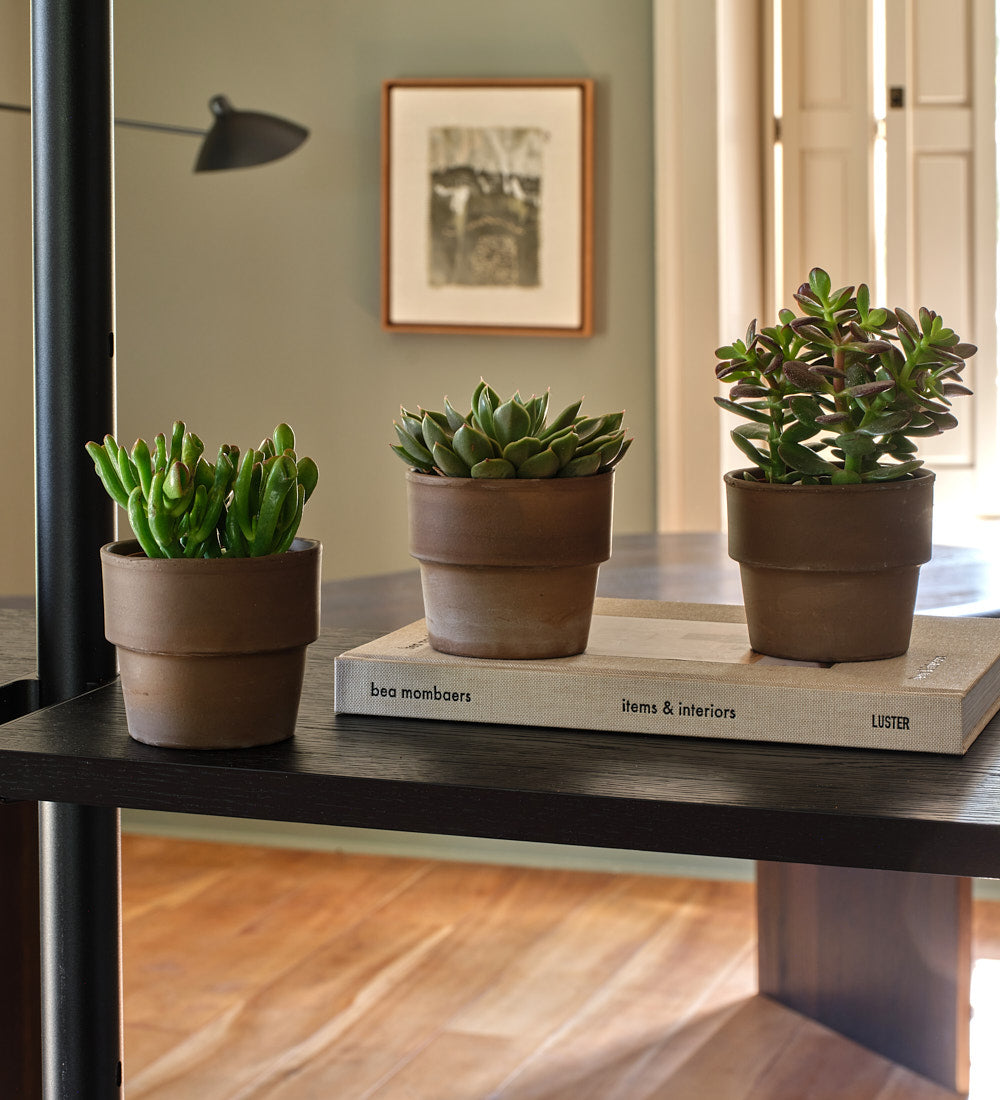 Succulent & Terracotta Pot