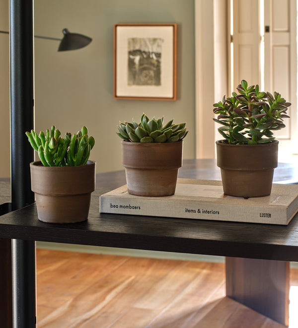Succulent & Terracotta Pot