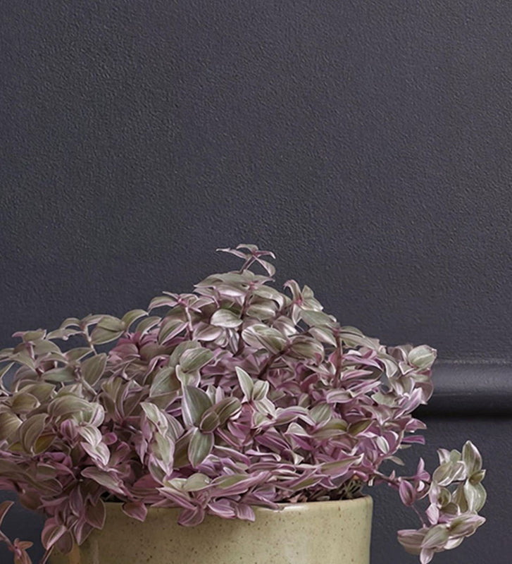 Callisia Rosato & Pot