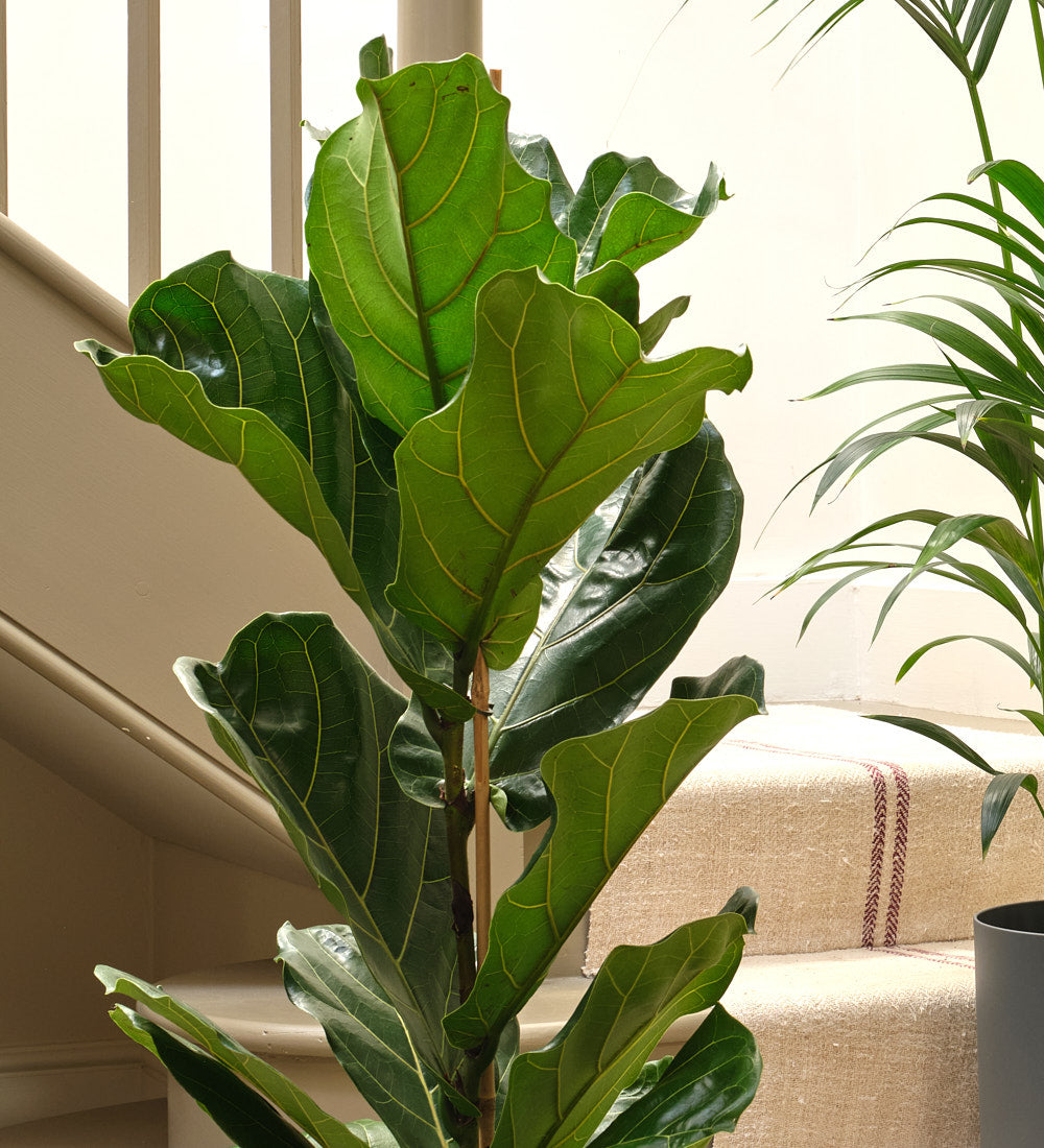 Tall Plant Bundle