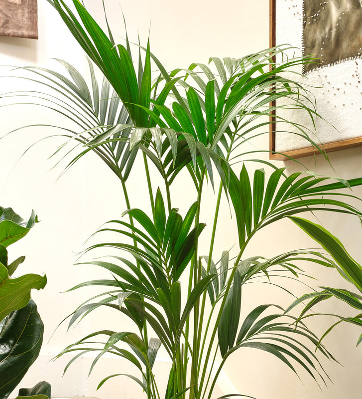 tall indoor plant pots uk Tall Plant Bundle