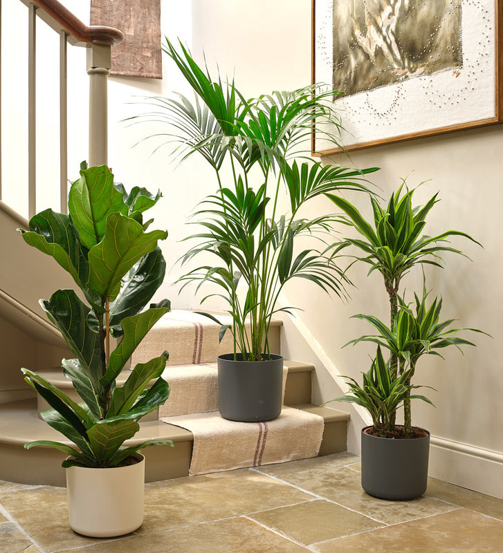 house plants by post uk Tall Plant Bundle