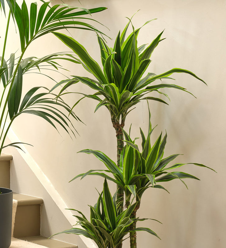 extra large indoor plants uk Tall Plant Bundle