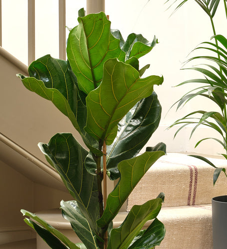 Tall Plant Bundle