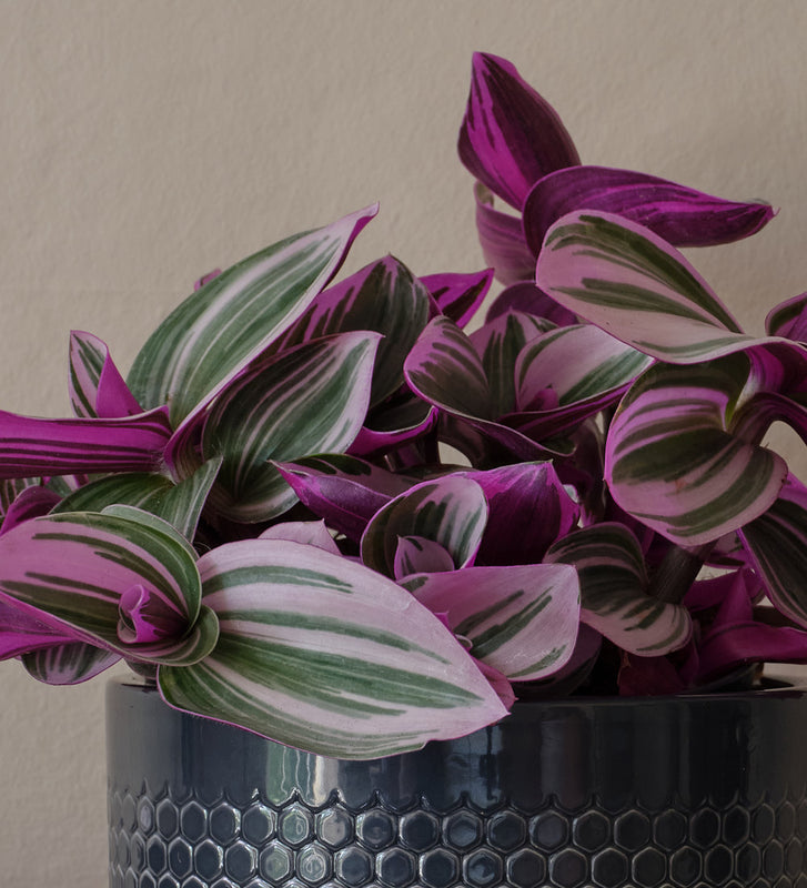 Tradescantia Nanouk