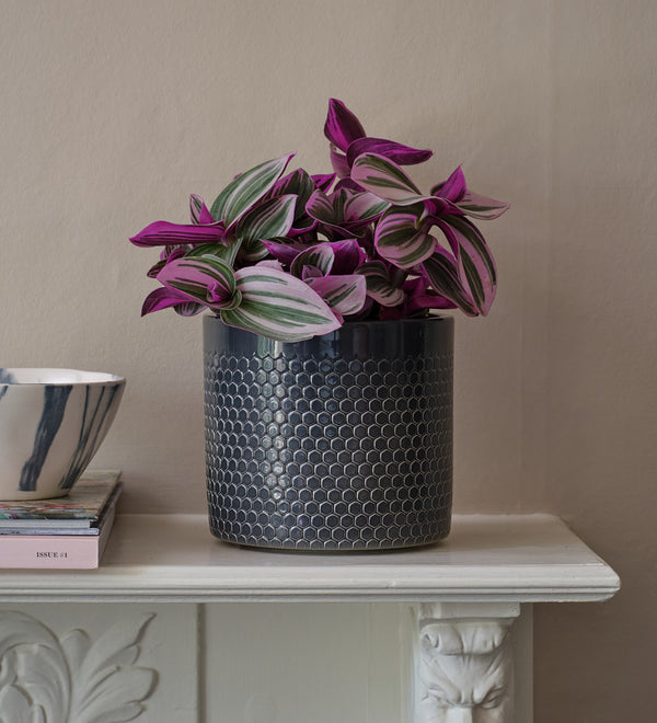 Tradescantia Nanouk