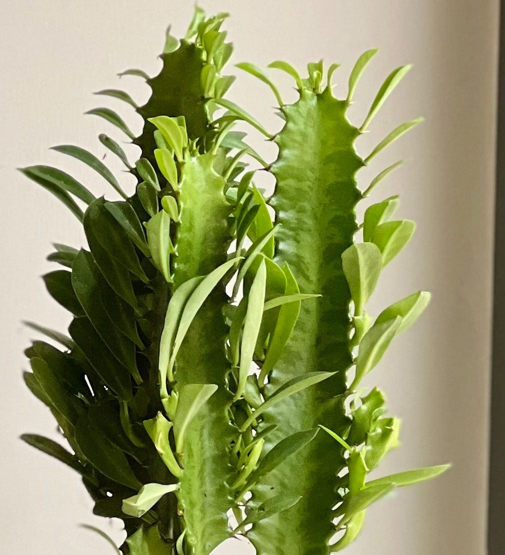 Euphorbia Trigona & pot