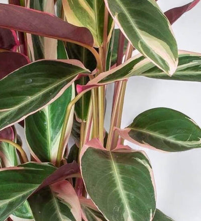 Calathea Triostar