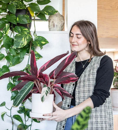 Calathea Triostar