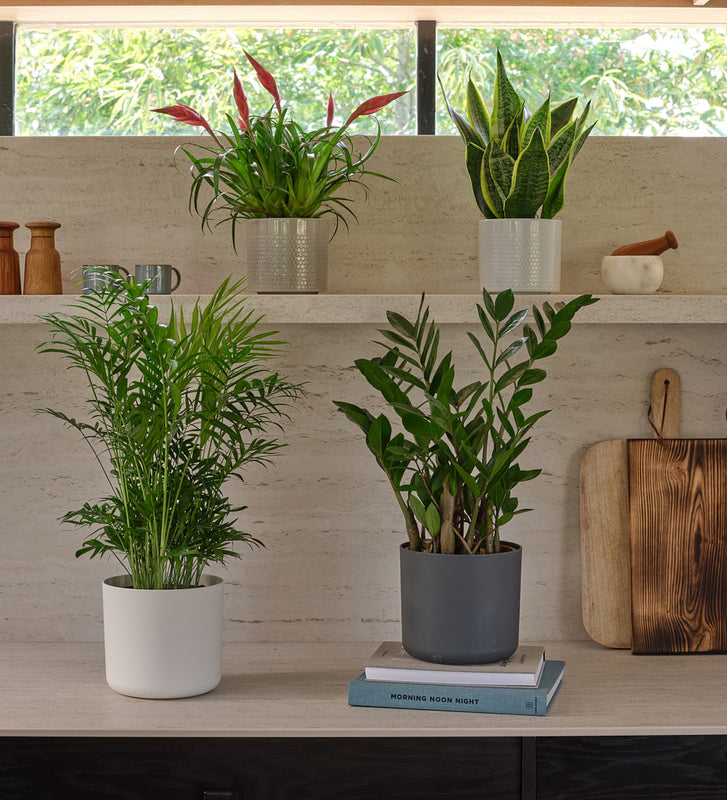 large indoor plants hard to kill Hard to Kill Bundle